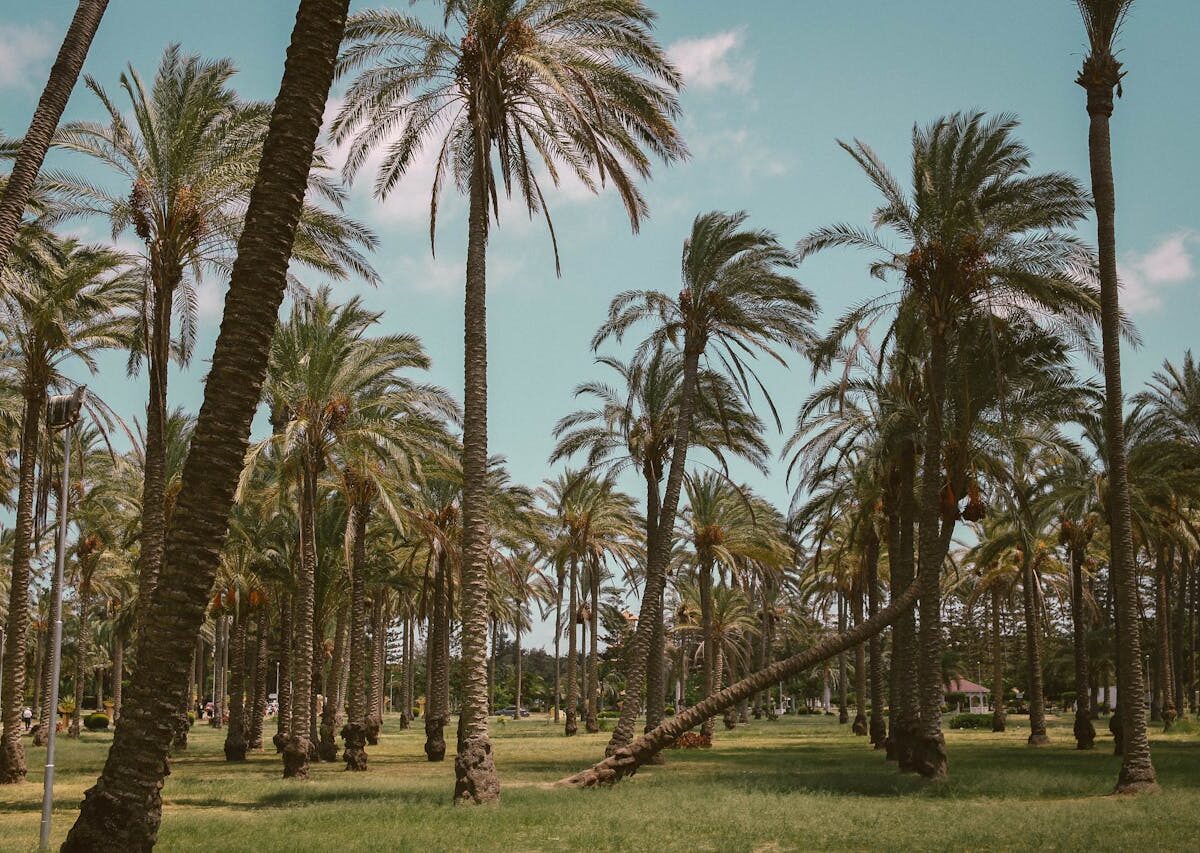 Feriados